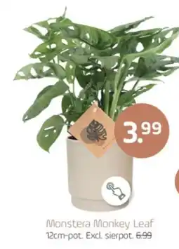 Coppelmans Monstera Monkey Leaf aanbieding