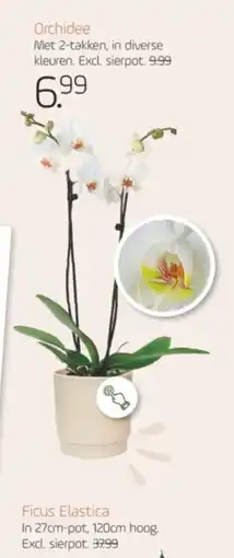 Coppelmans Orchidee aanbieding