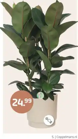 Coppelmans Rubberplant aanbieding