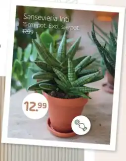 Coppelmans Sansevieria Inti aanbieding