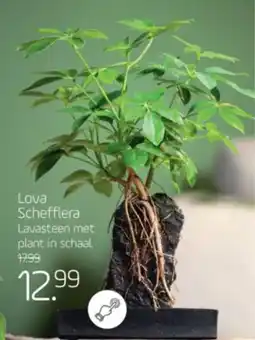 Coppelmans Lova Schefflera aanbieding