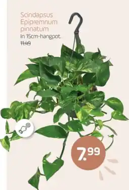 Coppelmans Scindapsus Epipremnum pinnatum aanbieding