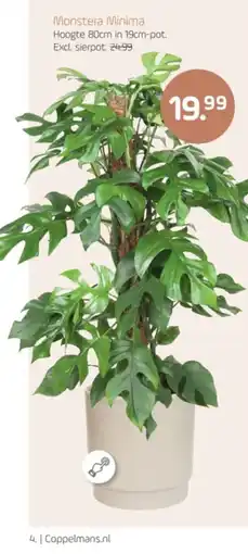 Coppelmans Monstera Minima aanbieding
