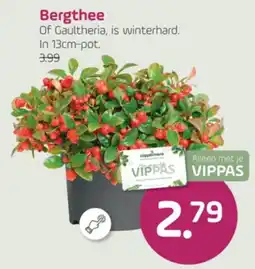 Coppelmans Bergthee aanbieding