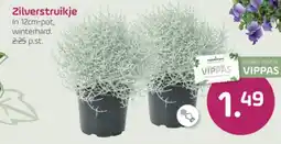Coppelmans coppelmans zilverstruikje aanbieding