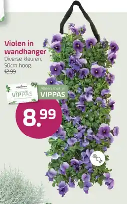 Coppelmans coppelmans violen in wandhanger aanbieding