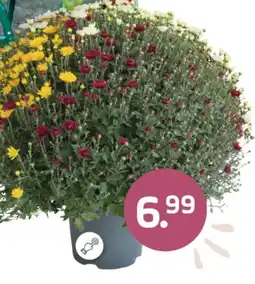 Coppelmans Chrysanthemum aanbieding