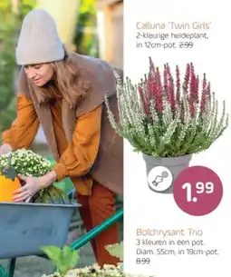 Coppelmans Calluna 'Twin Girls' aanbieding