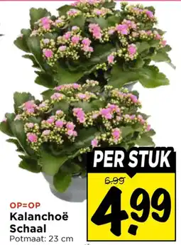 Vomar Voordeelmarkt Kalanchoë Schaal aanbieding