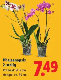 Lidl Phalaenopsis 2-stelig aanbieding