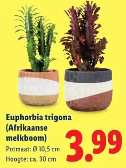 Lidl Euphorbia trigona (Afrikaanse melkboom) aanbieding
