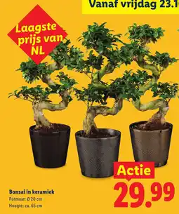 Lidl Bonsai in keramiek aanbieding