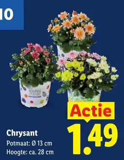 Lidl Chrysant aanbieding