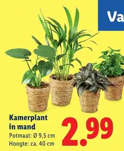 Lidl Kamerplant in mand aanbieding