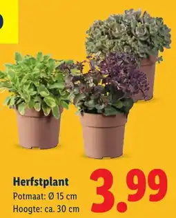 Lidl Herfstplant aanbieding