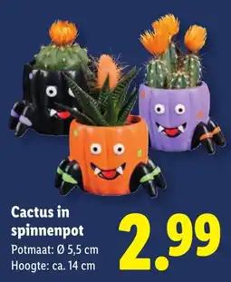 Lidl Cactus in spinnenpot aanbieding