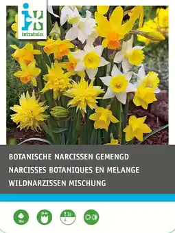 Intratuin Intratuin biologische bloembollen botanische Narcis 20 st aanbieding