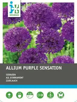 Intratuin Intratuin biologische bloembollen Sierui (Allium 'Purple Sensation') 12 st aanbieding
