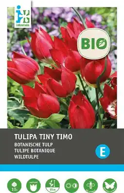 Intratuin Intratuin biologische bloembollen Tulp (Tulipa 'Tiny Timo') 10 st aanbieding