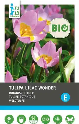 Intratuin Intratuin biologische bloembollen Tulp (Tulipa bakeri 'Lilac Wonder') 10 st aanbieding