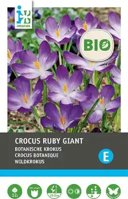 Intratuin Intratuin biologische bloembollen Krokus (Crocus 'Ruby giant') 12 st aanbieding