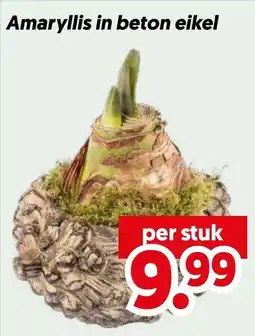 Dekamarkt Amaryllis in beton eikel aanbieding