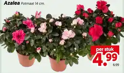 Dekamarkt Azalea aanbieding