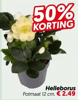 Dekamarkt Helleborus aanbieding