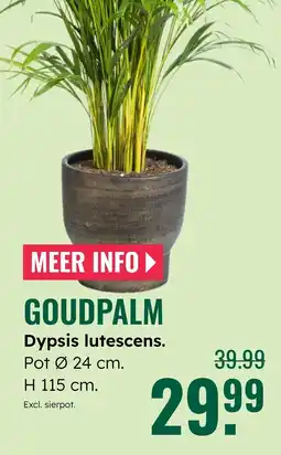 GroenRijk Goudpalm aanbieding