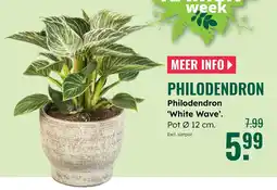 GroenRijk Philodendron white wave aanbieding