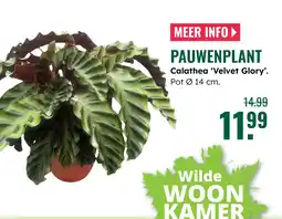 GroenRijk Pauwenplant calathea velvet glory aanbieding