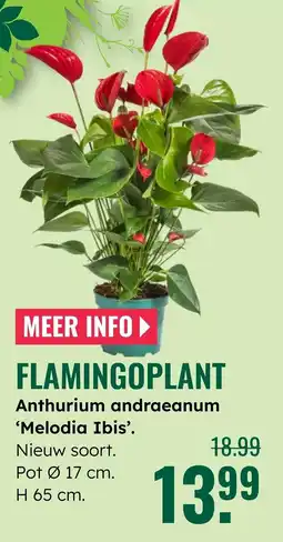 GroenRijk Flamingoplant aanbieding