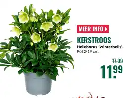 GroenRijk KERSTROOS aanbieding