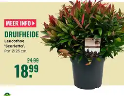 GroenRijk Sense druifheide aanbieding