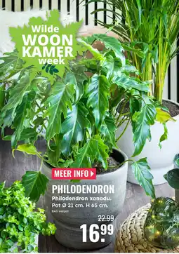 GroenRijk Philodendron philodendron xanadu aanbieding