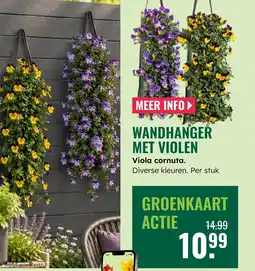 GroenRijk Wandhanger met violen viola cornuta aanbieding