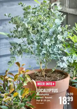 GroenRijk Eucalyptus gunnii Azura aanbieding