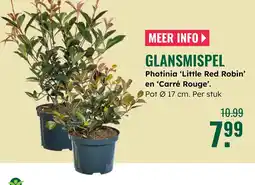 GroenRijk GLANSMISPEL aanbieding