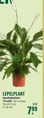 GroenRijk Lepelplant aanbieding