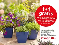 Deka Tuin Winterheide aanbieding