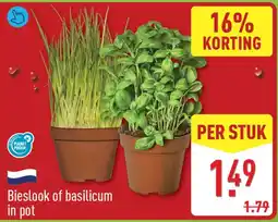 ALDI Bieslook of basilicum in pot aanbieding