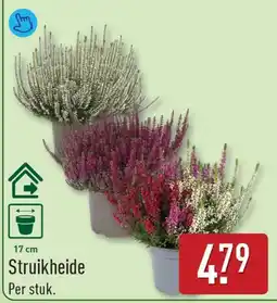 ALDI Struikheide aanbieding