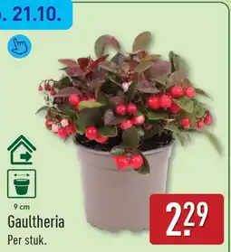 ALDI Gaultheria aanbieding
