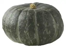 PLUS PLUS Pompoen groen aanbieding