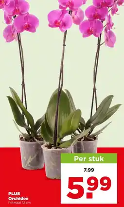 PLUS PLUS Orchidee aanbieding