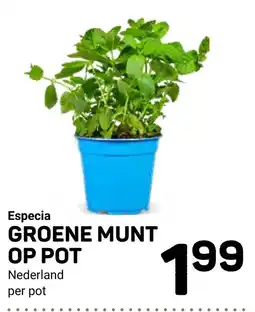 Ekoplaza Especia GROENE MUNT OP POT aanbieding