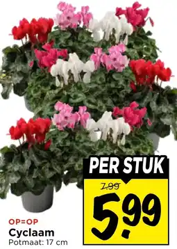 Vomar Voordeelmarkt Cyclaam aanbieding