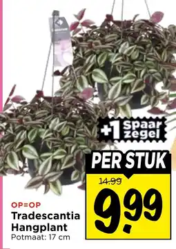 Vomar Voordeelmarkt Tradescantia Hangplant aanbieding