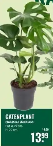 GroenRijk Gatenplant aanbieding