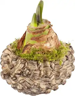 Dekamarkt DekaMarkt Arr. amaryllis in beton eikel aanbieding